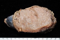 未知種側鰓藏品圖，第1張