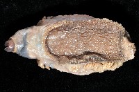 未知種側鰓藏品圖，第2張