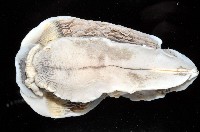 未知種片鰓海牛藏品圖，第3張