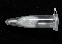 重疊錐折螺藏品圖，第4張