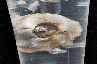 威廉小藤壺藏品圖，第3張