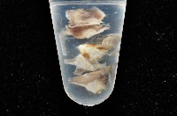 威廉小藤壺藏品圖，第3張