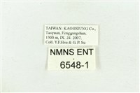 文龍波眼蝶藏品圖，第3張