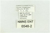 文龍波眼蝶藏品圖，第3張