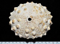 石筆海膽(鉛筆海膽)藏品圖，第1張