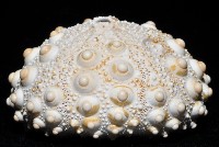 石筆海膽(鉛筆海膽)藏品圖，第2張