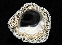 鱗笠藤壺藏品圖，第4張