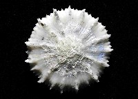 韋氏冠杯珊瑚藏品圖，第4張