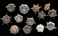 棘花葉珊瑚藏品圖，第4張