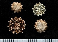 星角杯珊瑚(暫譯)藏品圖，第2張