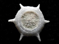 單體葵珊瑚之一種藏品圖，第4張