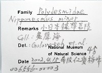 小日本鏈帶馬陸藏品圖，第8張