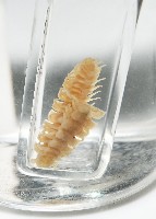 肥油雕背帶馬陸藏品圖，第1張