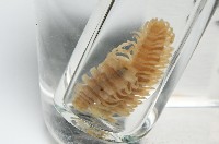 肥油雕背帶馬陸藏品圖，第2張