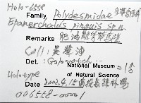 肥油雕背帶馬陸藏品圖，第6張