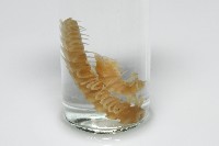 肥油雕背帶馬陸藏品圖，第1張