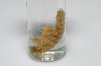 肥油雕背帶馬陸藏品圖，第2張