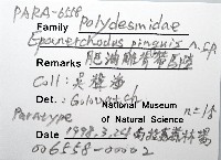 肥油雕背帶馬陸藏品圖，第6張