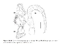 截莖雕背帶馬陸藏品圖，第3張