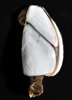 茗荷藏品圖，第4張