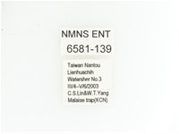 黃肩長腳花金龜藏品圖，第2張