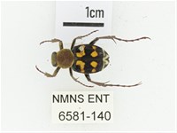 黃肩長腳花金龜藏品圖，第1張