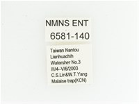 黃肩長腳花金龜藏品圖，第2張