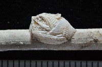 信天翁紐曼花籠藏品圖，第4張