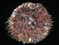 輻星肛海膽藏品圖，第4張