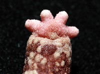 顆粒蛇海星藏品圖，第2張