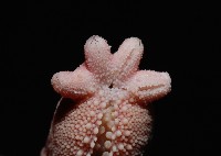顆粒蛇海星藏品圖，第3張