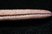 顆粒蛇海星藏品圖，第4張