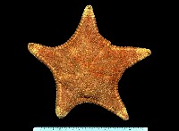 糙五角海星藏品圖，第1張