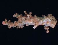 新種臺灣紅珊瑚藏品圖，第6張