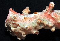 新種臺灣紅珊瑚藏品圖，第9張