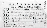新種臺灣紅珊瑚藏品圖，第10張
