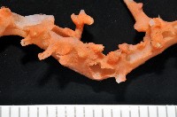 紅珊瑚之一種藏品圖，第3張
