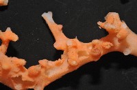 紅珊瑚之一種藏品圖，第4張