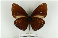 大紫斑蝶藏品圖，第2張