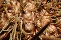 海刺蝟藏品圖，第8張