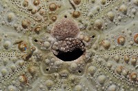 海刺蝟藏品圖，第2張