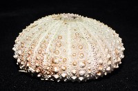 海刺蝟藏品圖，第3張
