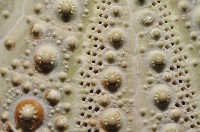 海刺蝟藏品圖，第5張