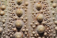 海刺蝟藏品圖，第6張