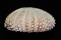 海刺蝟藏品圖，第8張