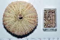 海刺蝟藏品圖，第10張