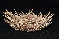 海刺蝟藏品圖，第2張