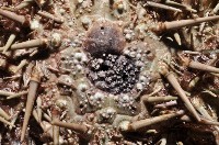海刺蝟藏品圖，第3張