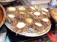海刺蝟藏品圖，第4張