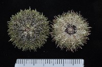 馬糞海膽藏品圖，第1張